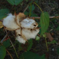 Gossypium hirsutum L.